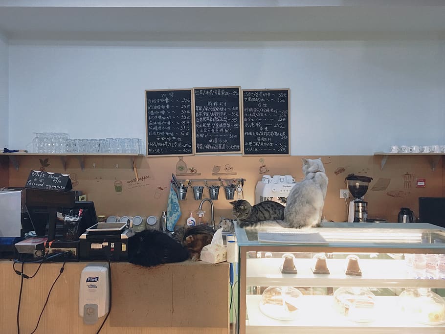 cats, café, no people, indoors, large group of objects, collection HD wallpaper