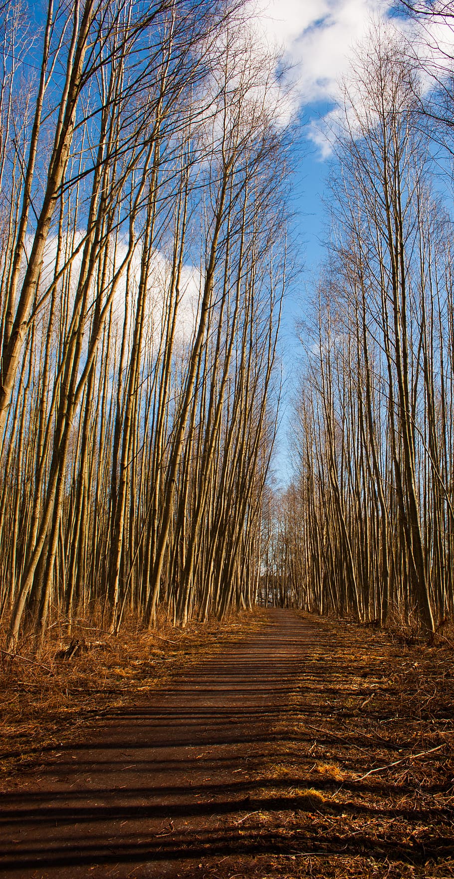 tree, forest, nature, spring, path, plant, tranquility, land HD wallpaper