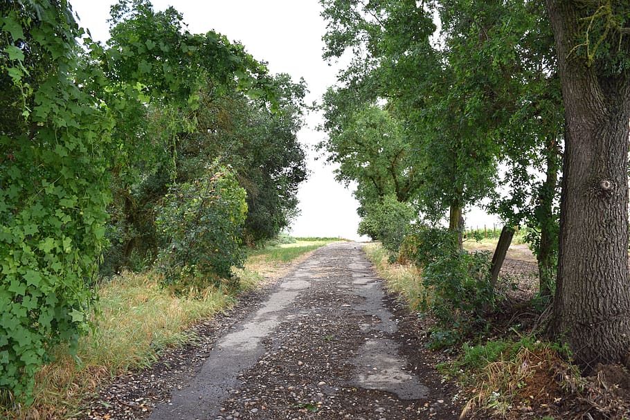 trees, path, country, nature, plant, direction, the way forward HD wallpaper