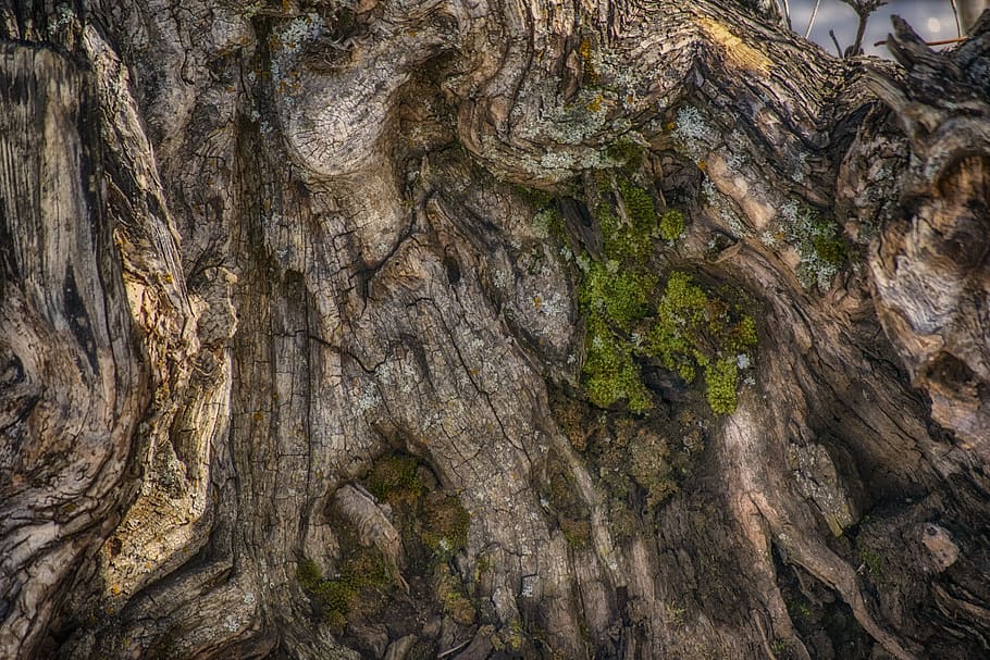 tree, trunk, wood, pattern, bark, tree trunk, textured, plant HD wallpaper