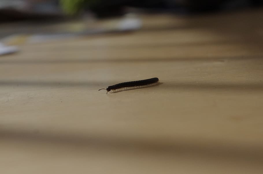 millipede, legs, insect, selective focus, no people, wood - material HD wallpaper
