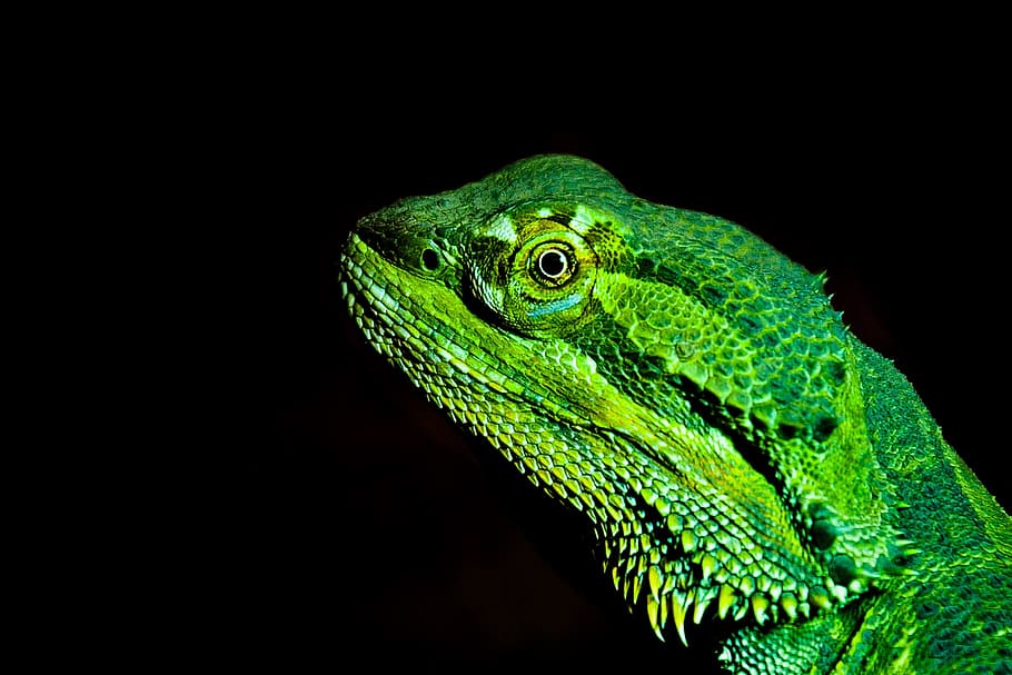 Dragon Lizard, animalsNature, animal themes, one animal, black background HD wallpaper