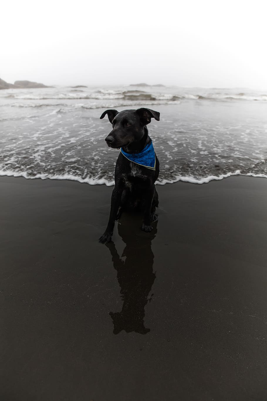 black dog on seashore, beach, sand, wave, splash, ocean, sat, HD wallpaper