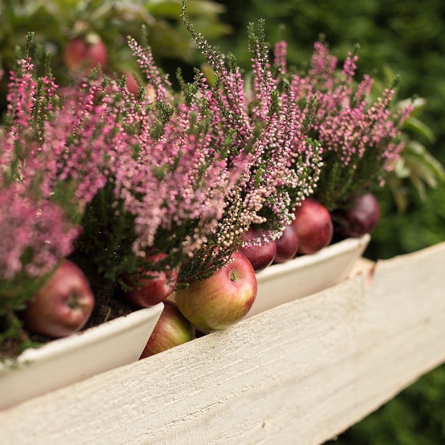 apple, red, fruit, nature, autumn, trees, apples, garden, flowers HD wallpaper