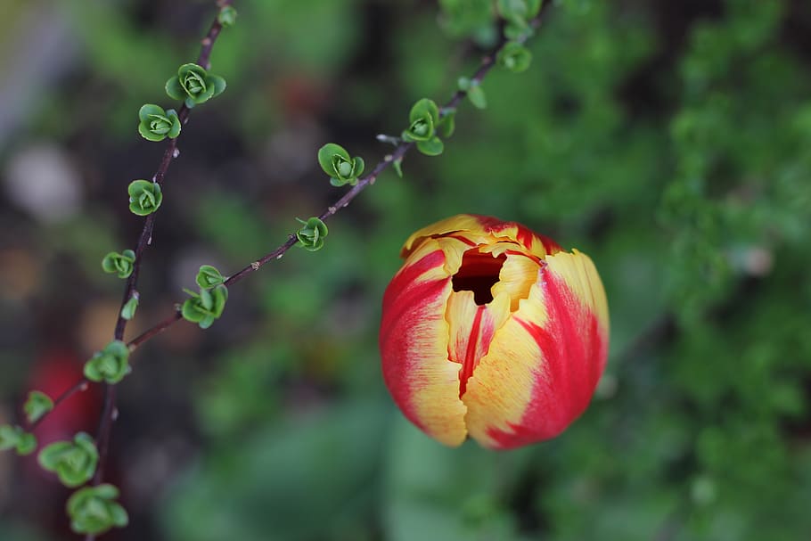 tulip, spring, bloom, flower, colour, angle, plant, flowering plant HD wallpaper