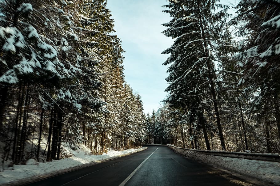 Asphalt Road Surrounded By Pine Trees, cold, forest, frost, snow HD wallpaper
