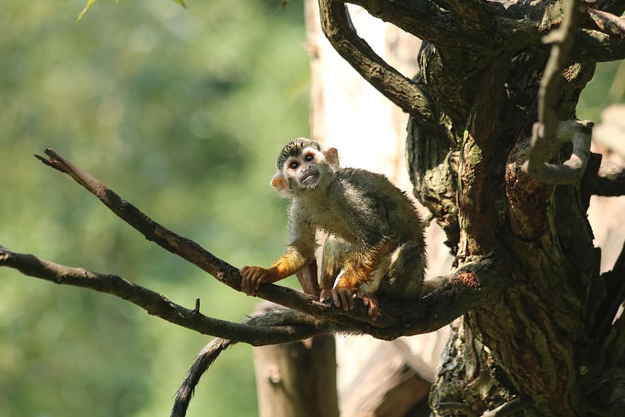 monkey, zoo, animal, tree, view, animal themes, mammal, one animal, HD wallpaper