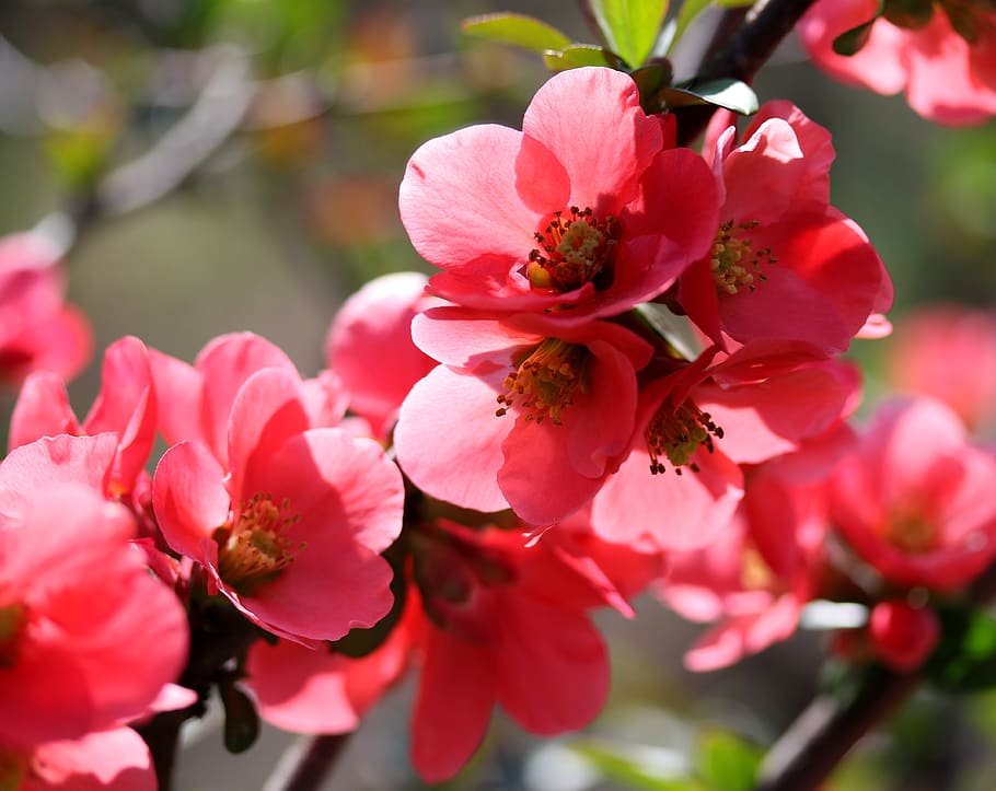 flowers, red, casey, tree, spring, supplies, blooming, nice HD wallpaper