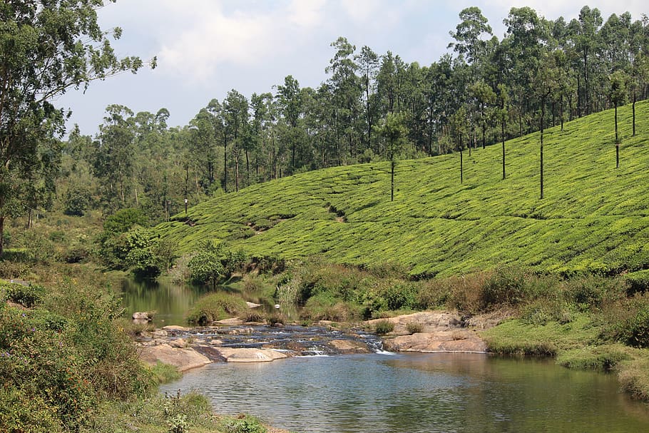 india, valparai, koolangal river, riverside, green, tea, tamilndu, HD wallpaper