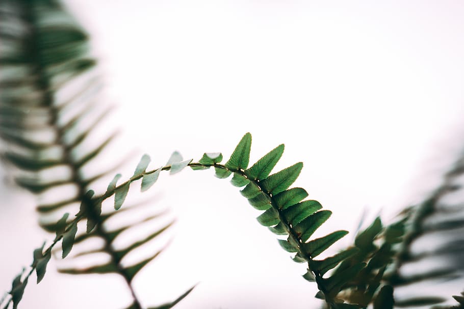 green-leafed plant, fern, blossom, flower, minimalism, sunlight, HD wallpaper