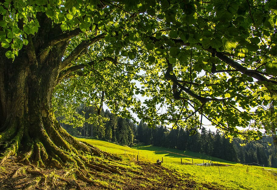 tree, linde, natural monument, green, forest, leaves, stone linde HD wallpaper