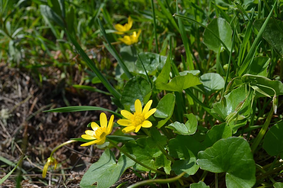 spring, flowers, meadow, green, herbs, yellow, plant, flowering plant HD wallpaper