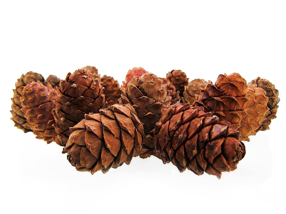 christmas, cones, cold, decoration, forest, isolated, nature HD wallpaper
