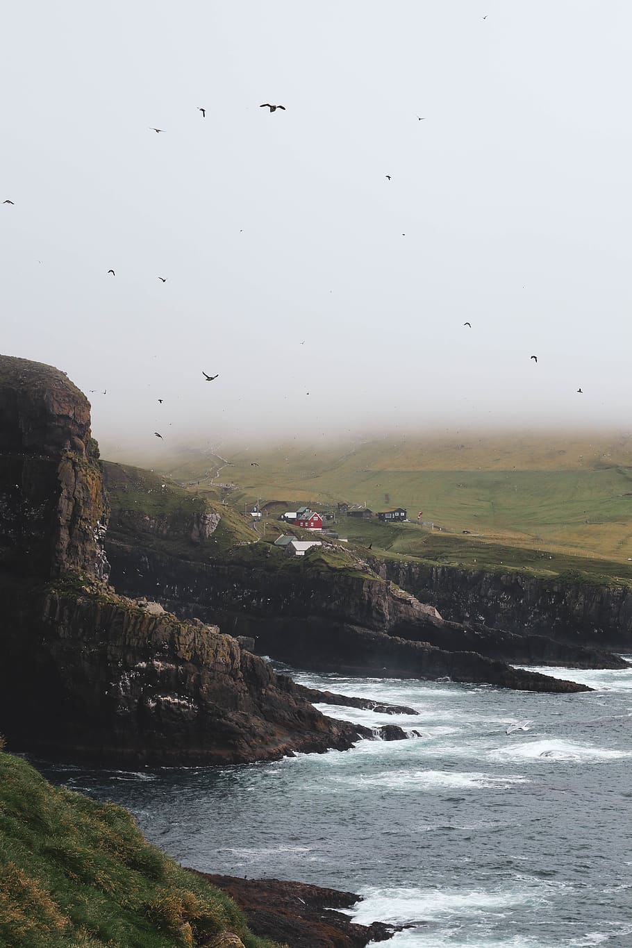 flock of birds flying above body of water, cliff, ocean, coast, HD wallpaper