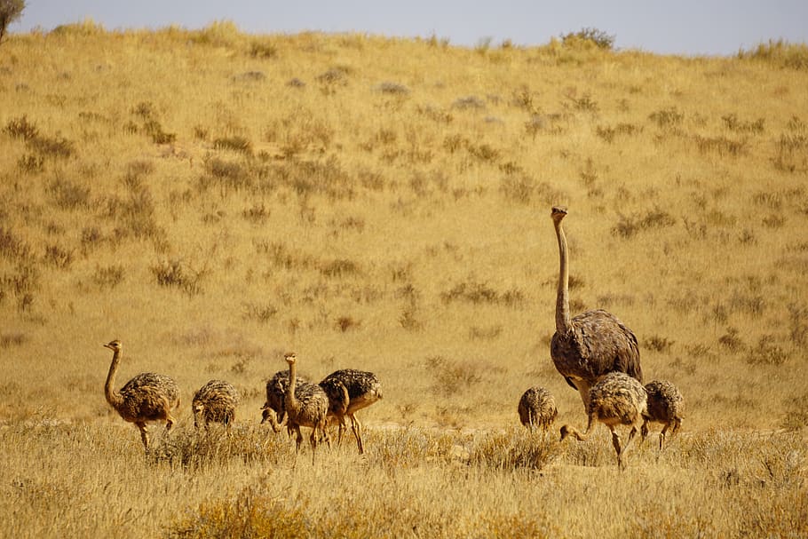 ostrich, babies, bird, feather, chicks, namibia, wildlife, ostriches, HD wallpaper