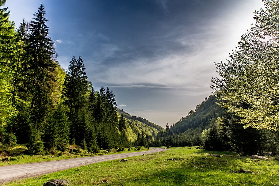 nature, tree, forest, landscape, clouds, environment, leaves HD wallpaper