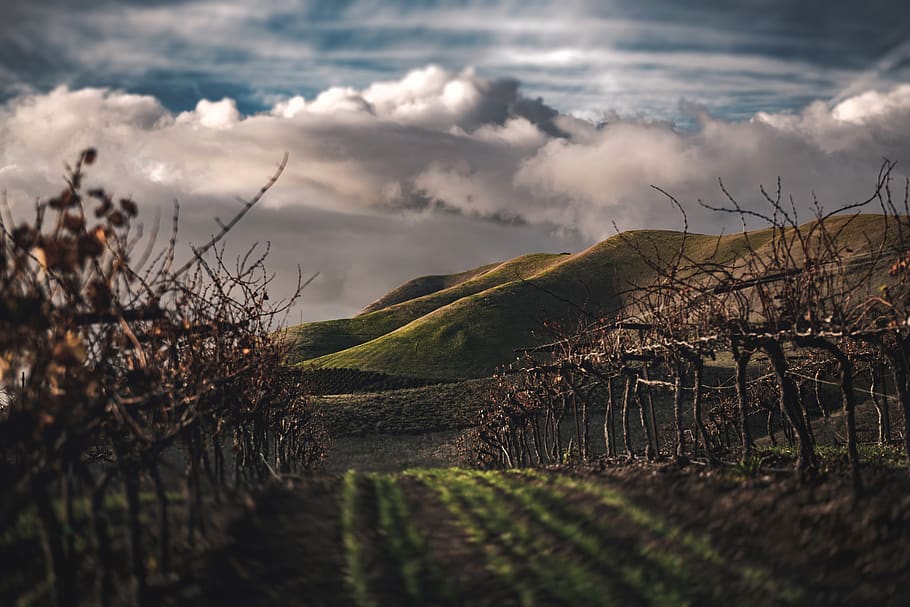 Pathway Between Withered Plants, clouds, farm, field, landscape HD wallpaper