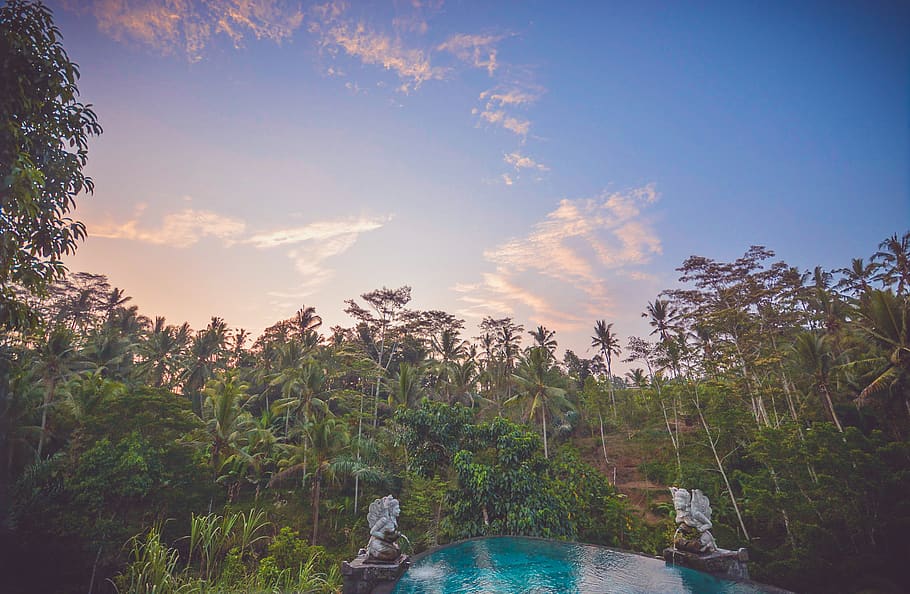 indonesia, ubud, sun, tree, palmtree, forest, cloud, sky, light HD wallpaper