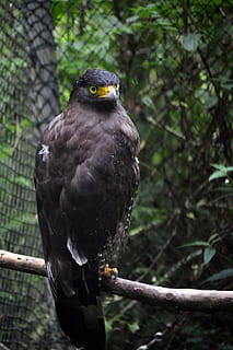 black bird, animal, buzzard, hawk, accipiter, eagle, vulture HD wallpaper