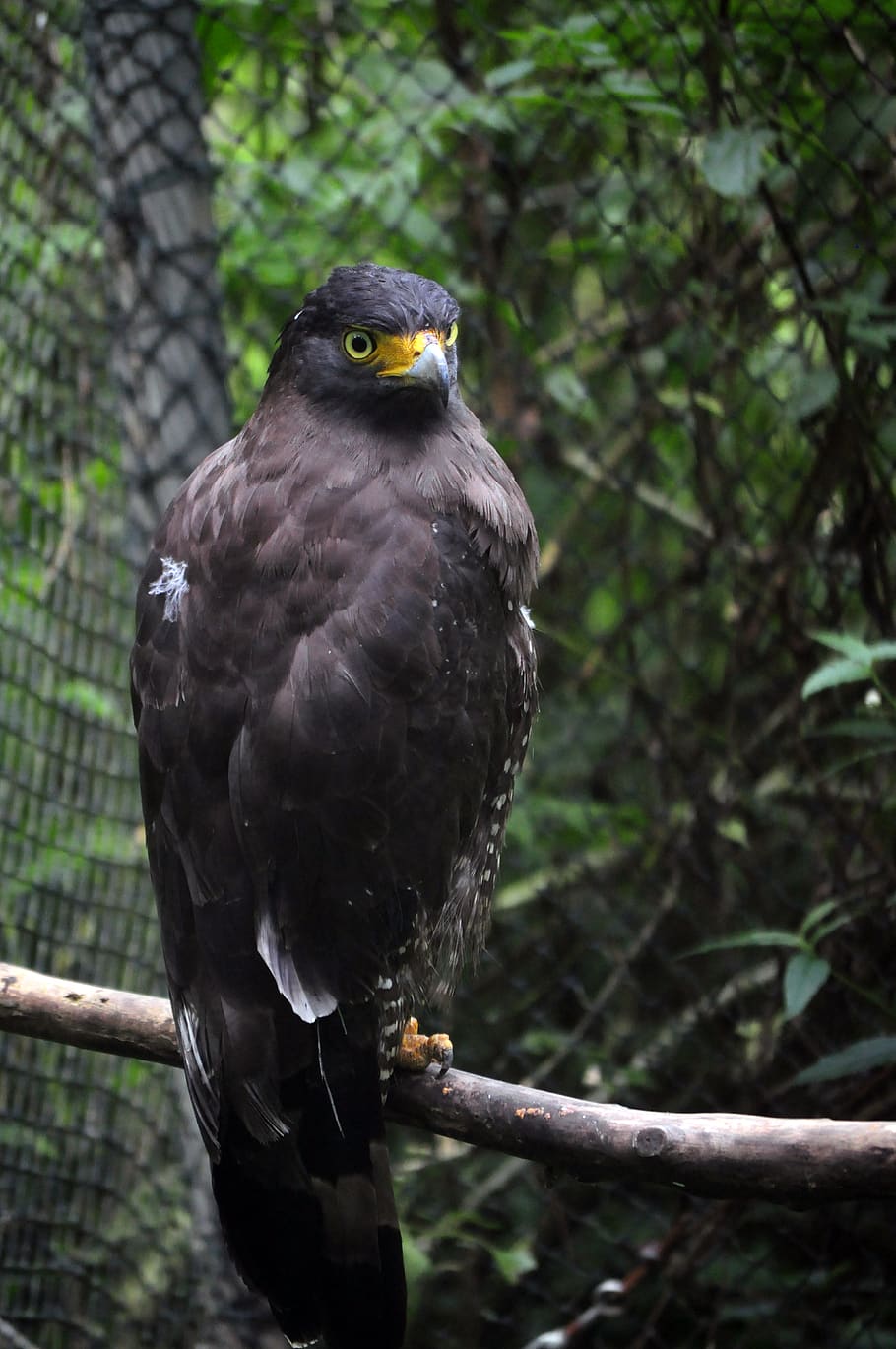 black bird, animal, buzzard, hawk, accipiter, eagle, vulture HD wallpaper