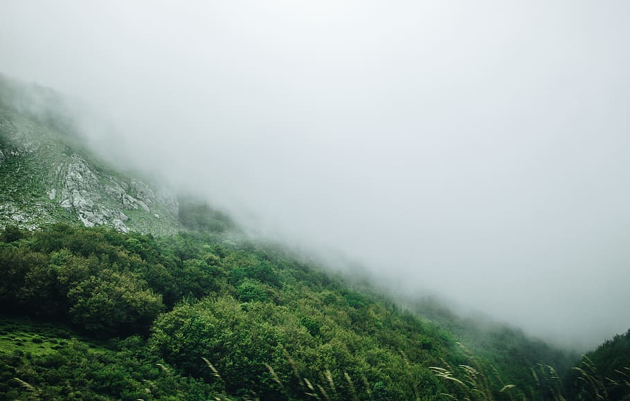 green trees, nature, outdoors, fog, spain, cantabria, weather HD wallpaper