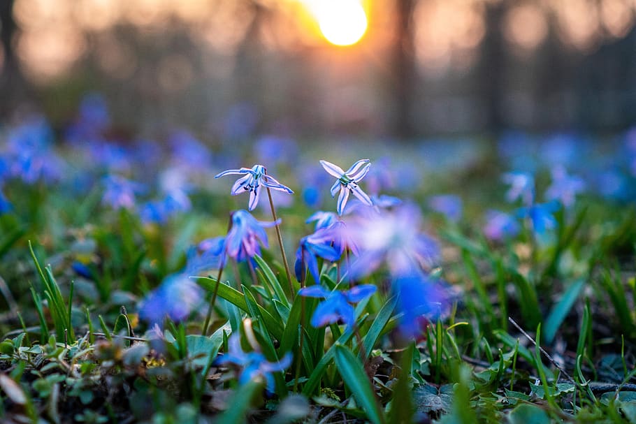 scilla siberica, flower, bloom, blossom, spring, blue, garden, HD wallpaper