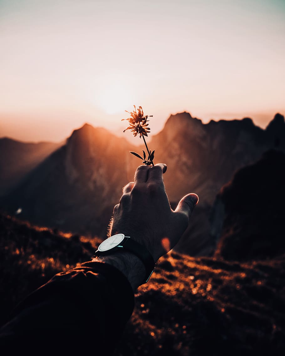 person holding red petaled flower in bloom, hand, mountain, reach