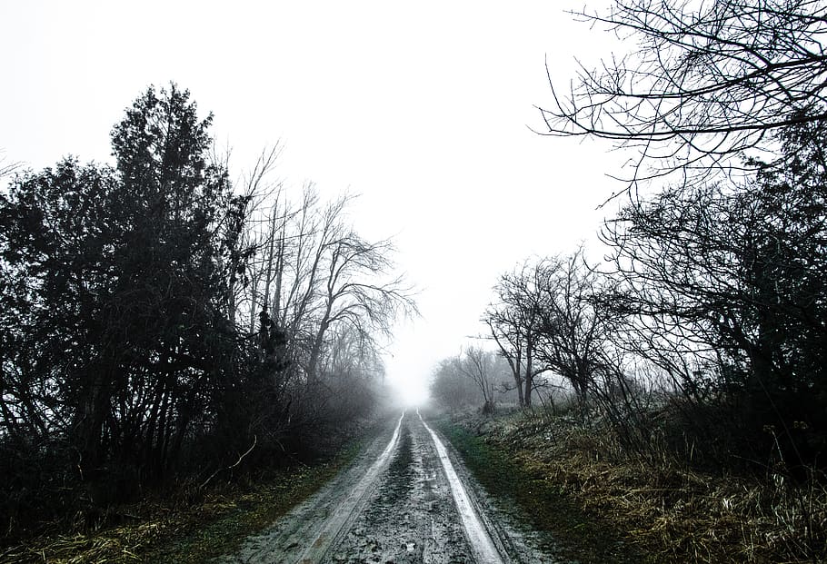 milton, canada, empty, mud, trees, bare, fog, forest, mist HD wallpaper