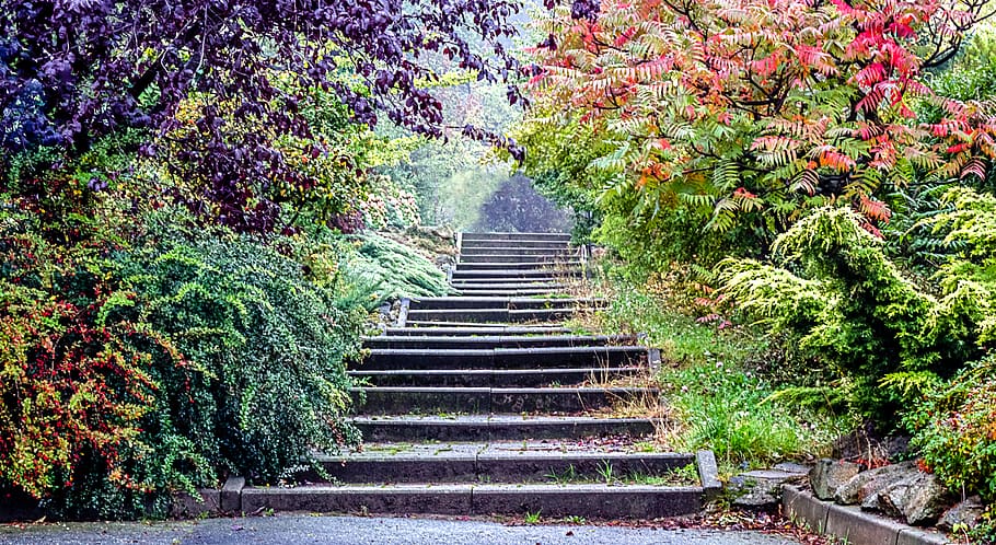 stairs, fall, autumn, path, plant, growth, staircase, direction HD wallpaper