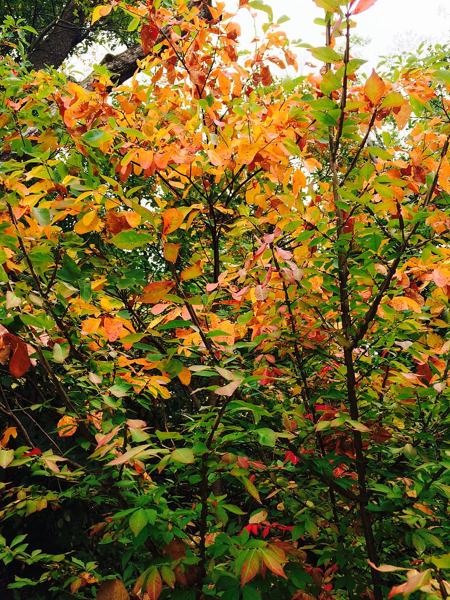 trees, fall, forest, plant, growth, autumn, plant part, leaf HD wallpaper