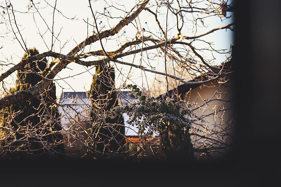 morning, sunlight, tree, branch, leaves, winter, frost, ze HD wallpaper
