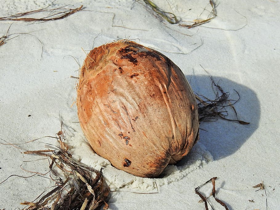 coconut, fruit, beach, sand, food, atlantic, shell, coast, bank HD wallpaper