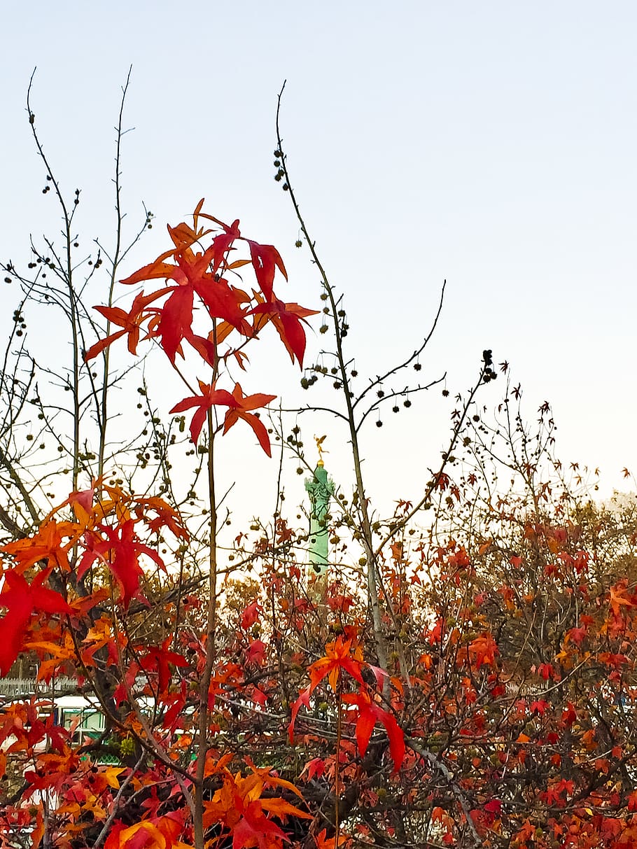 leaf, plant, tree, maple, maple leaf, blossom, flower, petal HD wallpaper