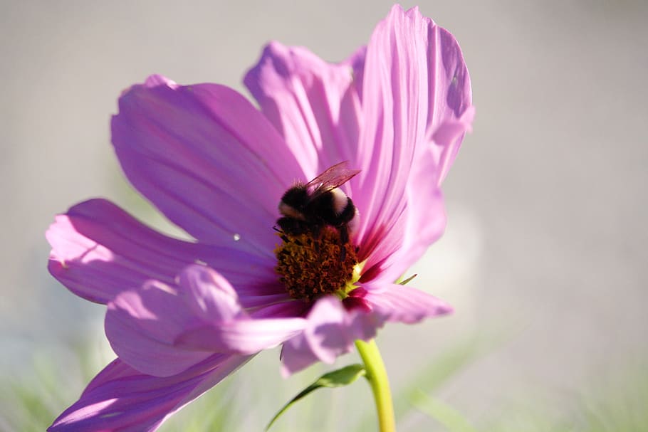 bee, flower, nature, flor, abeja, switzerland, suiza, alps, HD wallpaper