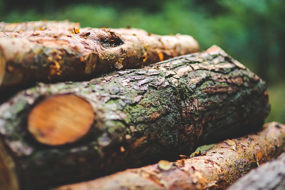 Tree bark, charcoal, environment, flame, flora, food, forest HD wallpaper