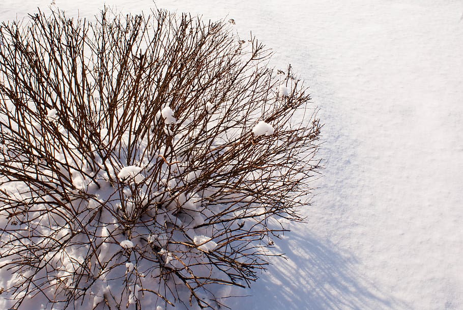 snow, bush, cold temperature, winter, plant, beauty in nature HD wallpaper