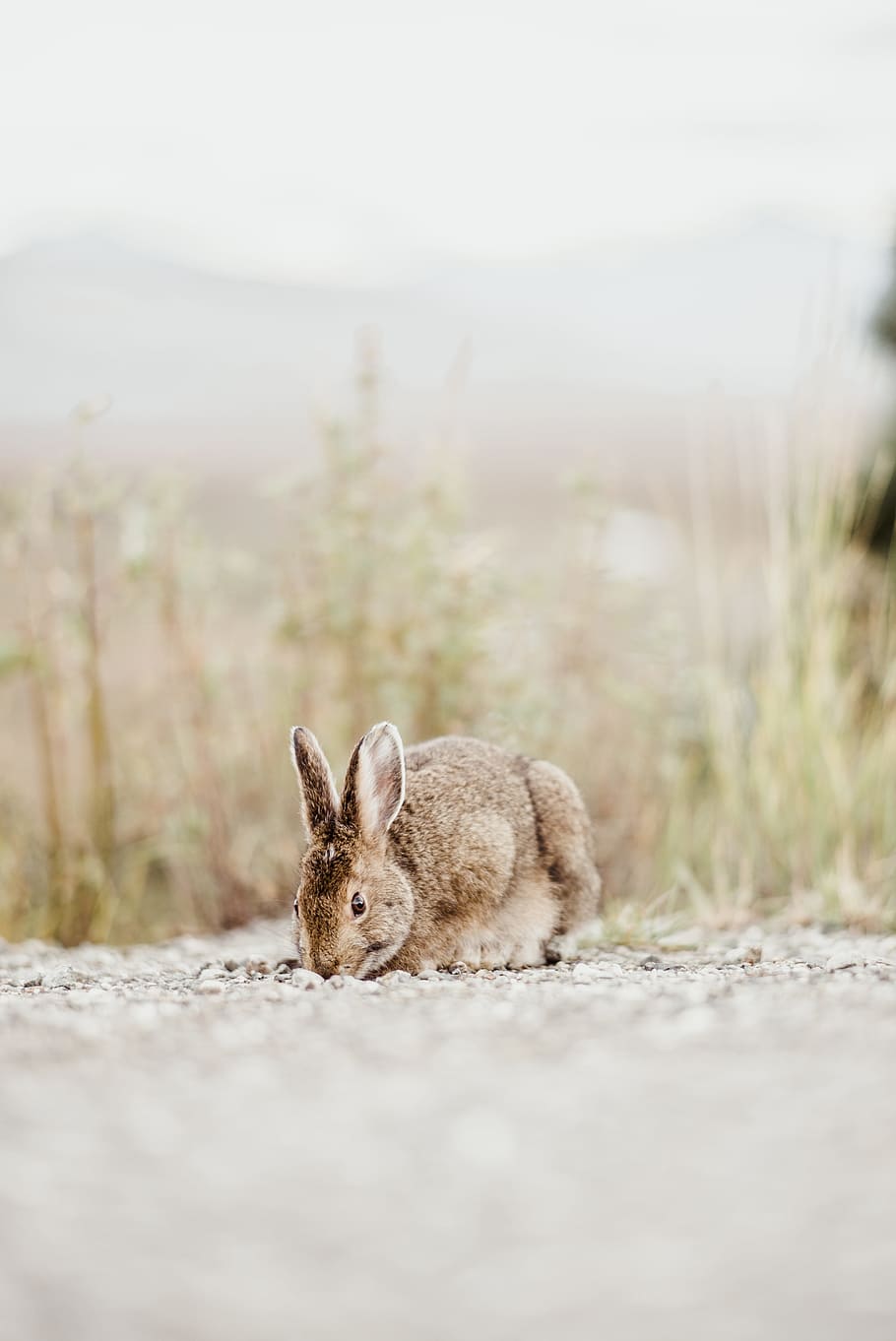 brown rabbit near grass during daytime, stone, field, nature HD wallpaper