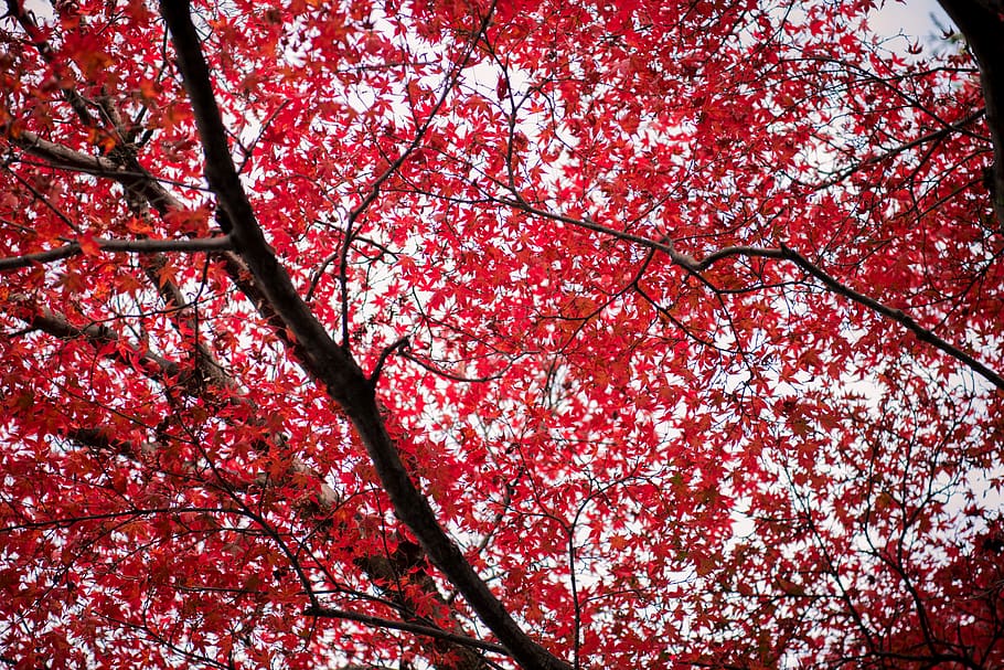 Red-leafed Tree, bright, colors, daylight, environment, growth HD wallpaper