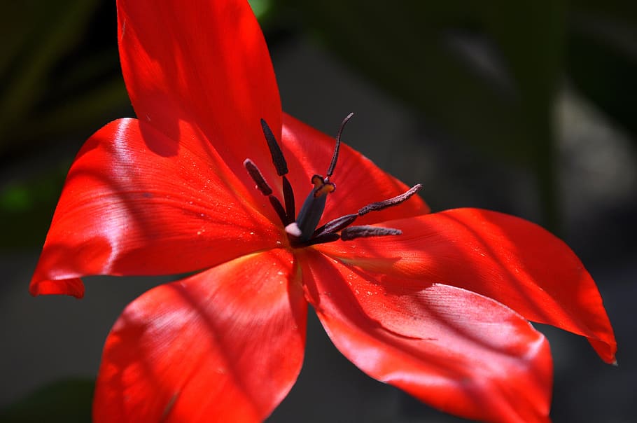 blossom, bloom, red, sun, flower, nature, flower garden, flowering plant HD wallpaper