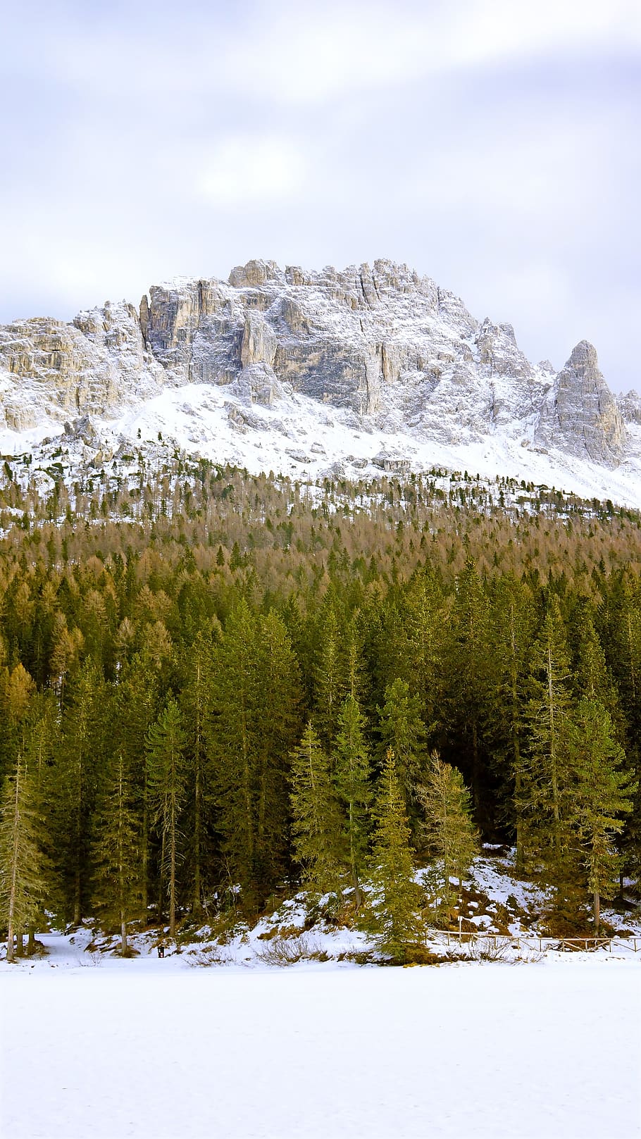 white mountains and green pine trees, plant, abies, fir, conifer HD wallpaper