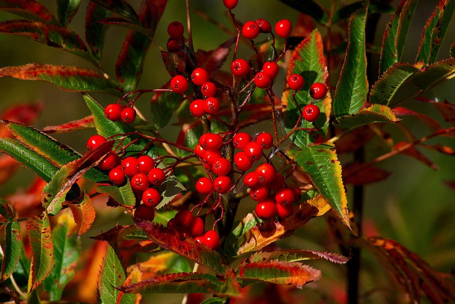 Red wild rowan berries 1080P, 2K, 4K, 5K HD wallpapers free download ...