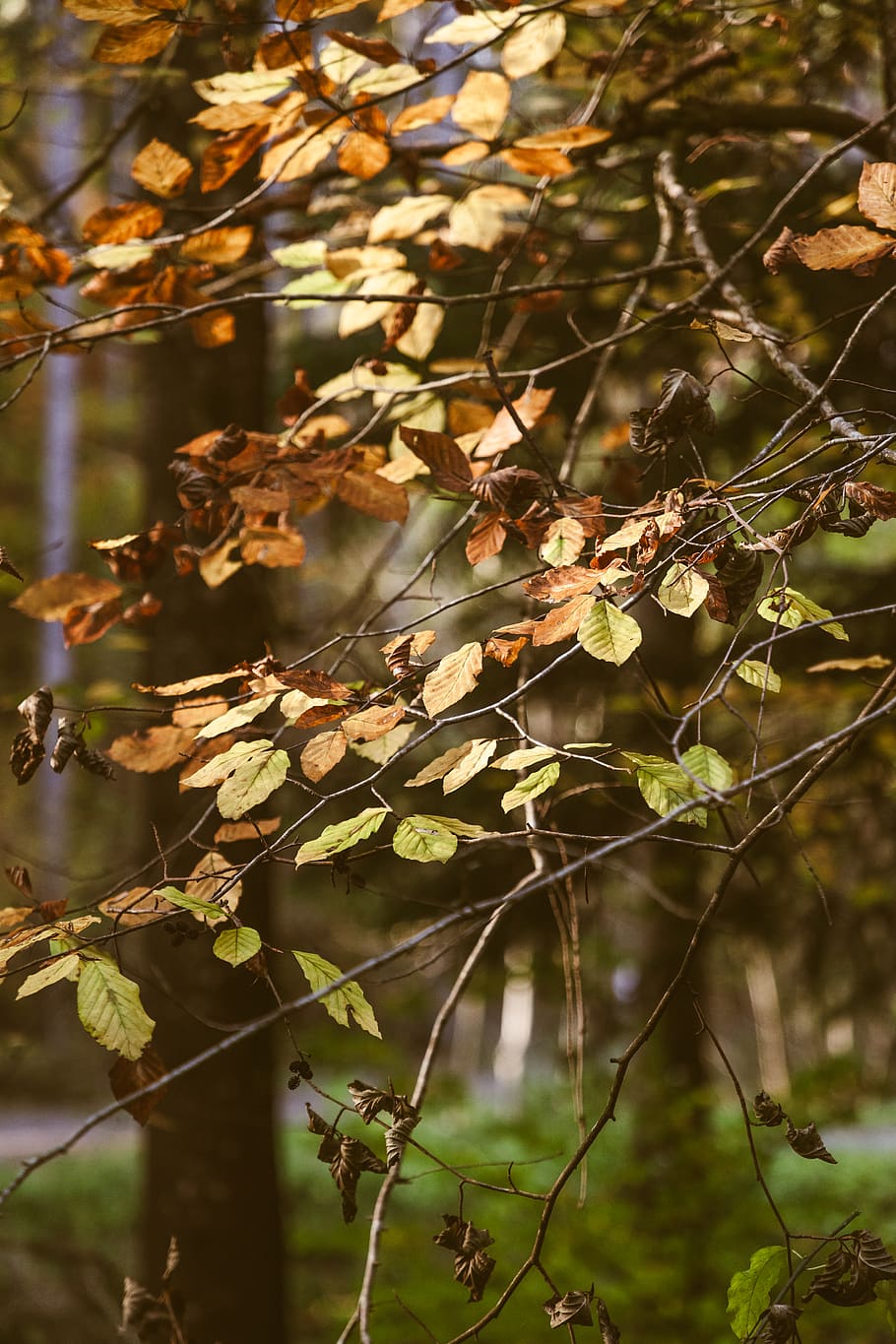 leaf, plant, tree, tree trunk, ground, sunlight, maple, birch HD wallpaper