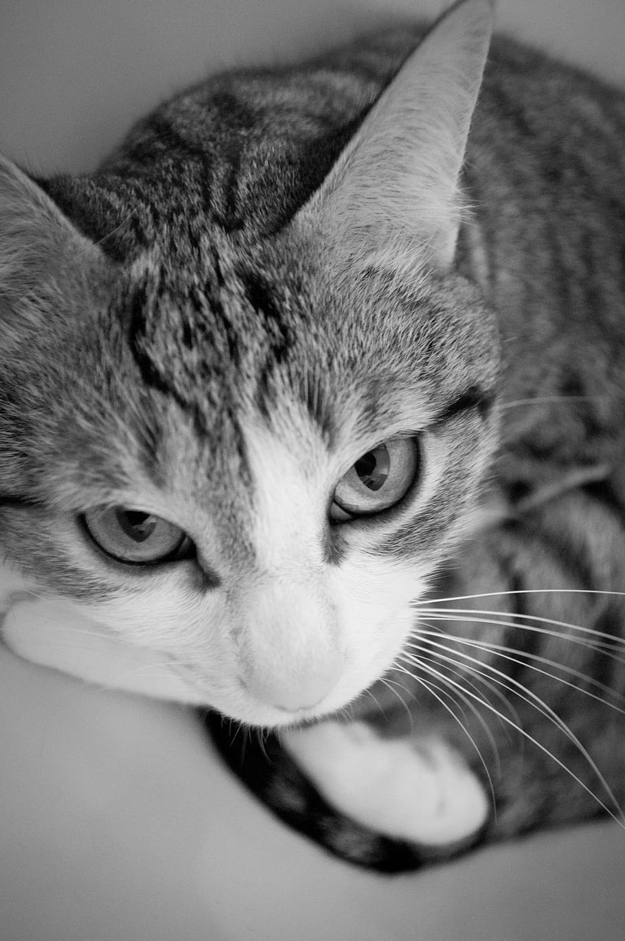 cat, domestic, domestic cat, domestic animals, animal themes HD wallpaper
