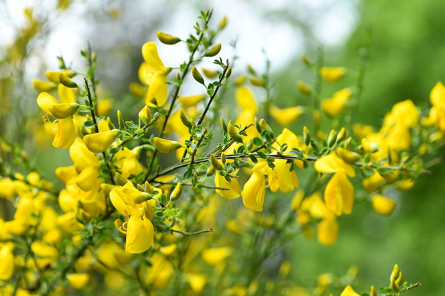 blooms, bush, spring, flower, garden, nature, plant, macro HD wallpaper