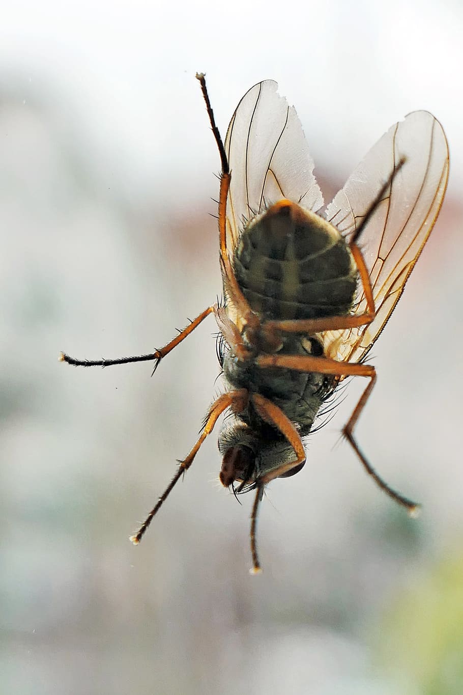 fly, insect, nature, flying, macro, animal world, close up HD wallpaper