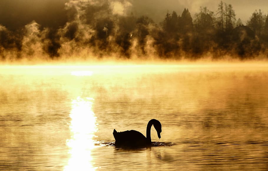 slovenia, bled, water, animal, animal themes, animal wildlife HD wallpaper