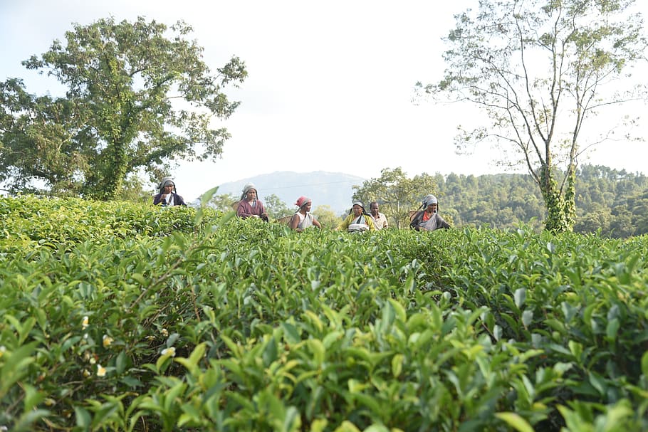 people, plucking, tea, plant, tree, real people, group of people HD wallpaper