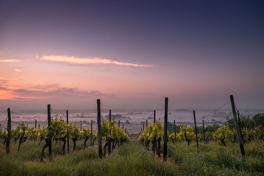 field, grass, sky, sunrise, sunset, vineyard, scenics - nature HD wallpaper