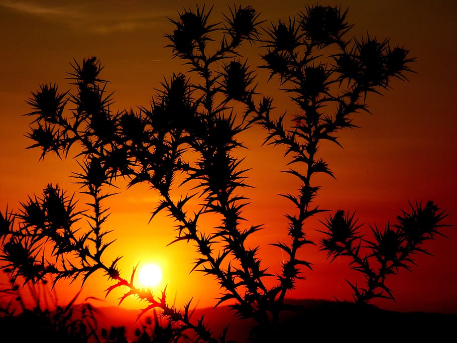 dark, sunset, nature, eve, evening, sky, silhouette, beauty in nature HD wallpaper