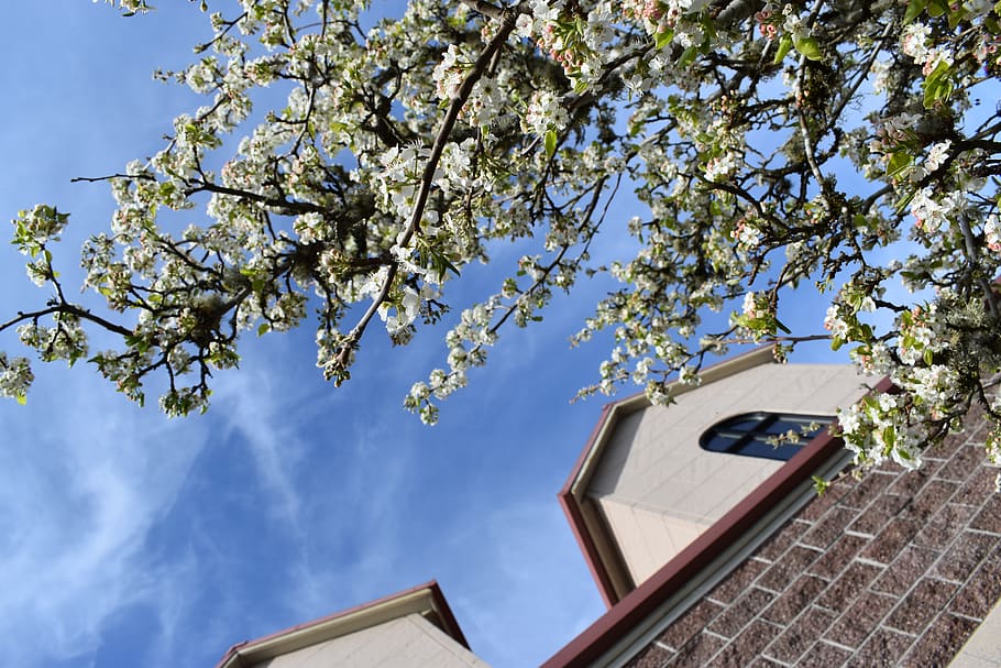 plant, tree, architecture, building, roof, flower, blossom HD wallpaper